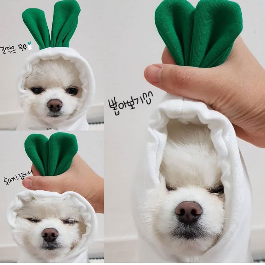 Cute Fruit Dog Clothes For Small Dogs Hoodies Winter Warm Fleece Pet Clothing Puppy Cat Costume Coat For French Chihuahua Outfit 1
