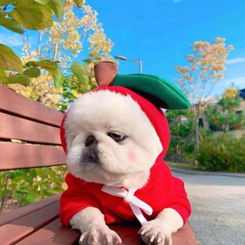 Cute Fruit Dog Clothes For Small Dogs Hoodies Winter Warm Fleece Pet Clothing Puppy Cat Costume Coat For French Chihuahua Outfit 1