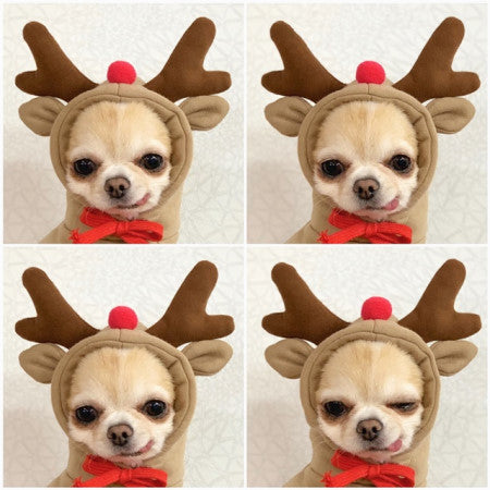 Cute Fruit Dog Clothes For Small Dogs Hoodies Winter Warm Fleece Pet Clothing Puppy Cat Costume Coat For French Chihuahua Outfit 1