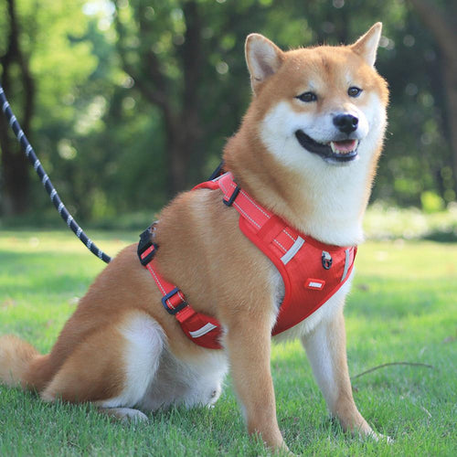 Comfortable Dog Harness for Better Walks and Training 1