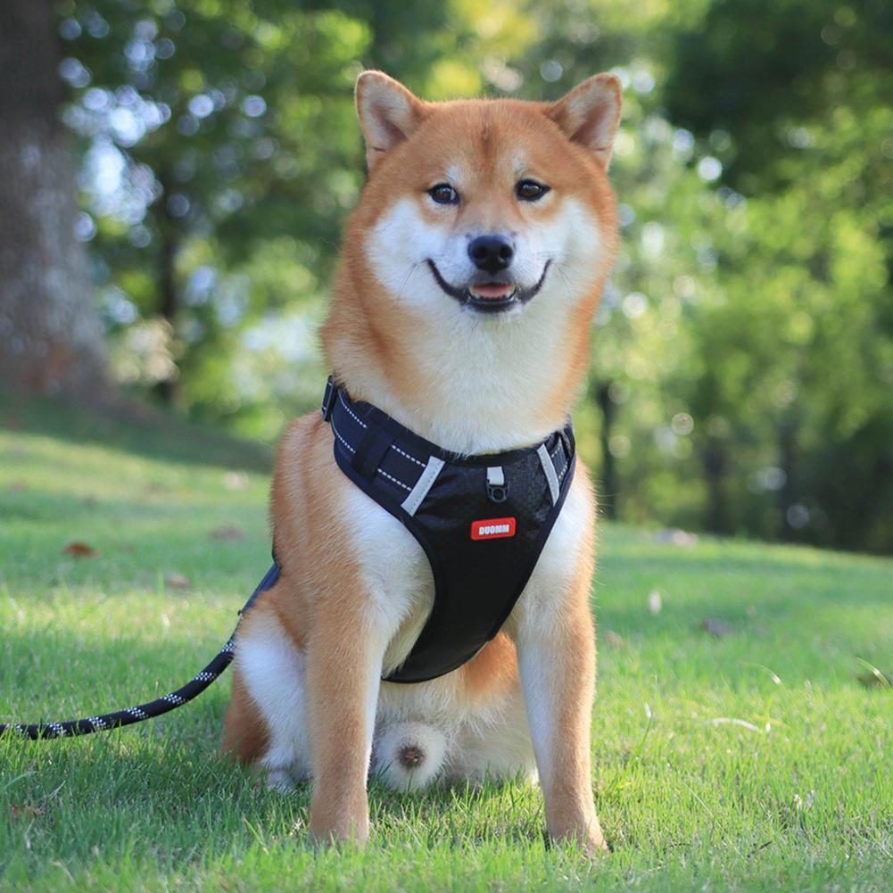 Comfortable Dog Harness for Better Walks and Training 1